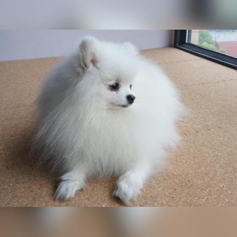 临沂市博美犬的长尾关键词有哪些