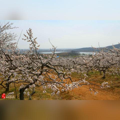 沈阳市杏花公园在哪个区