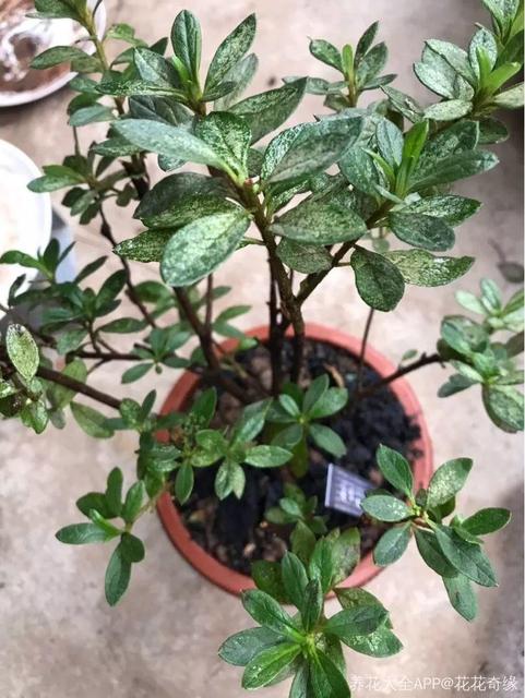 可以给宝宝使用花露水或风油精吗