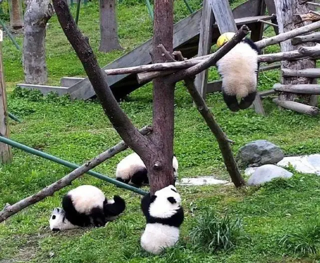 tiktok直播前景如何 tiktok运营前景如何
