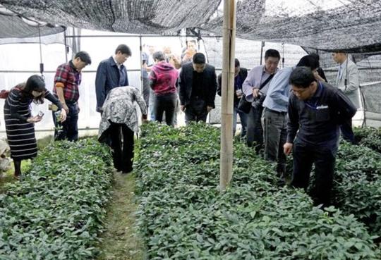 千元一斤帮助农民发家致富，如今却沦为地摊货还卖不出去，为何？