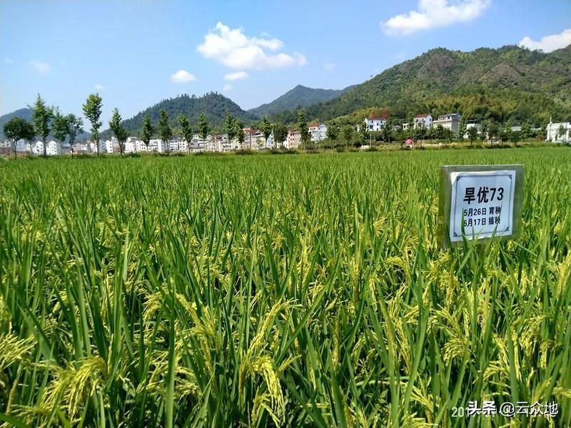 麗水市柑橘消費病蟲害_磷酸二氫鉀在什么溫度用平安