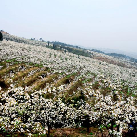 重庆北斗汽车公司怎么样