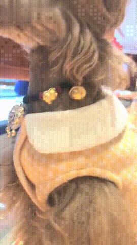 属狗人必看!这几种手链助你平安顺遂