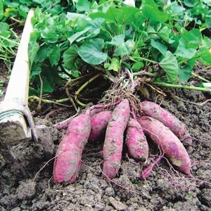 泉州市洛江特产介绍的长尾关键词有什么