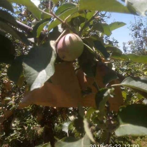 生之道复合肥价格相关长尾关键词有哪些