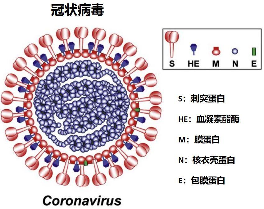 【北京新冠病毒最新消息
,北京新冠病毒最新消息今天】 【北京新冠病毒最新消息
,北京新冠病毒最新消息今天】