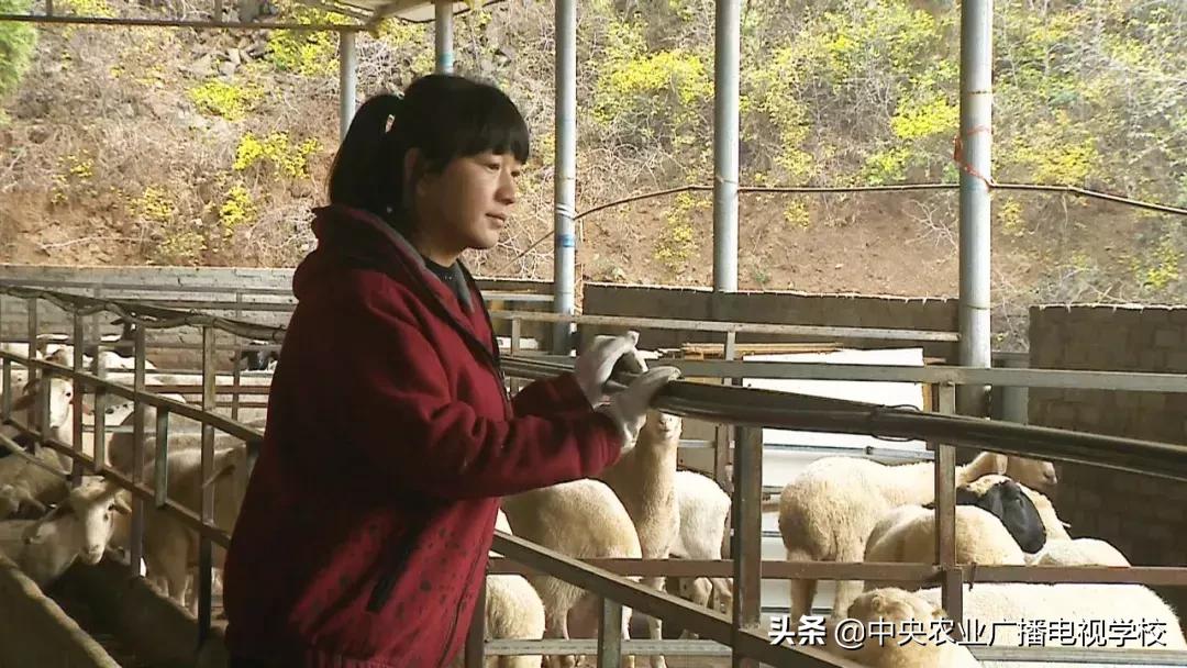羊宝宝用晓起名好吗,如何用古语表达生日