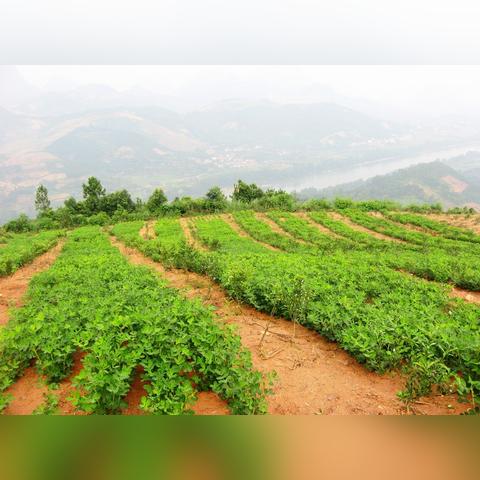 种花生用什么复合肥好相关长尾关键词有哪些