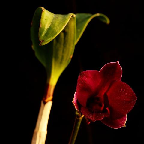 铁皮石斛 福建 新西兰的相关长尾关键词有哪些