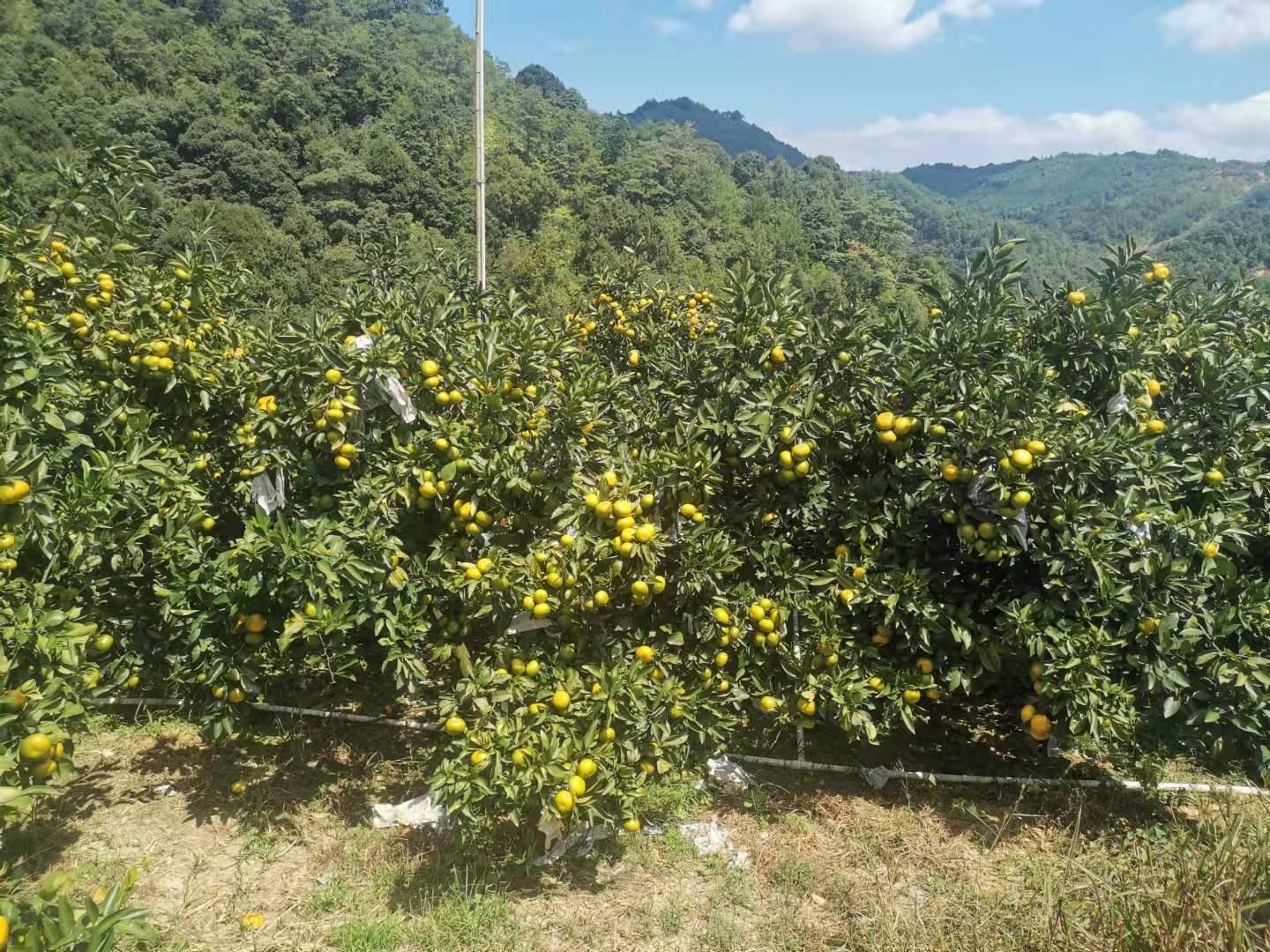 十月柑橘種植手藝_種植柑橘在施肥過程中需要留意什么