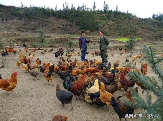农村发展潜力巨大，都想回乡创业，回乡创业要具备哪些条件呢？