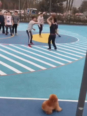 泰迪小色狗搞笑可爱萌萌哒gif
