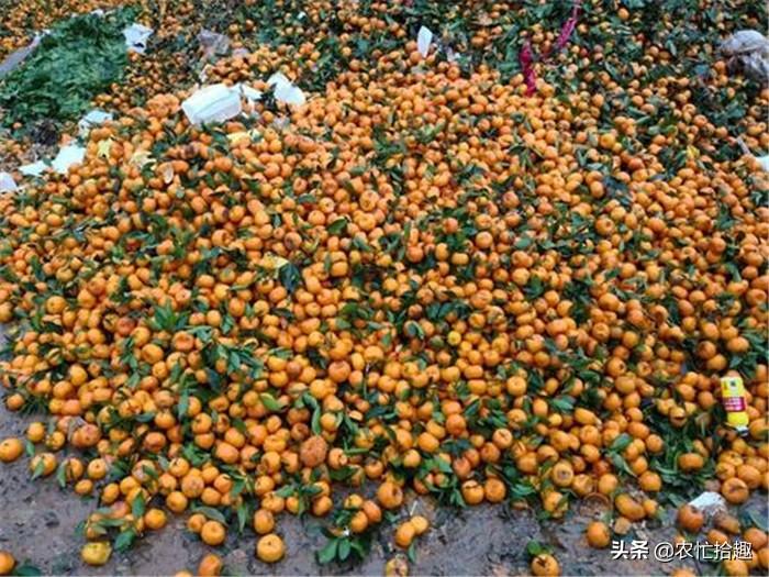 爱媛什么时候成熟（爱媛八月份果实应该多大）