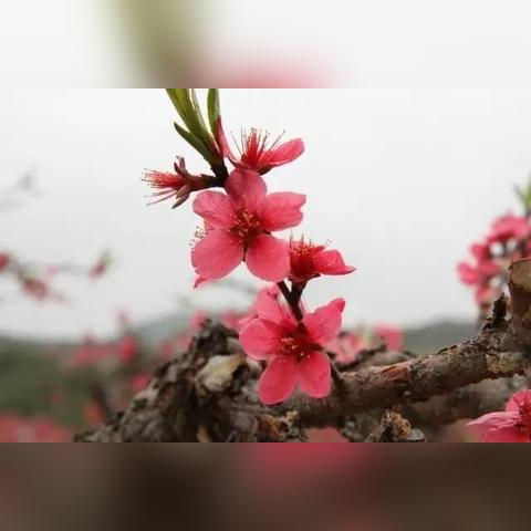 如何从八字看桃花运_如何从八字中看桃花(怎么从八字看桃花)