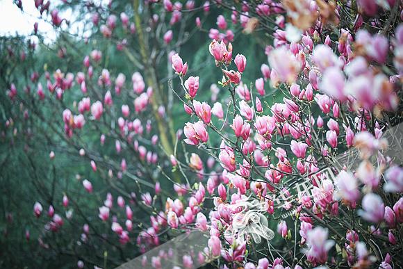 郁金香花语英文,问花名和花语?