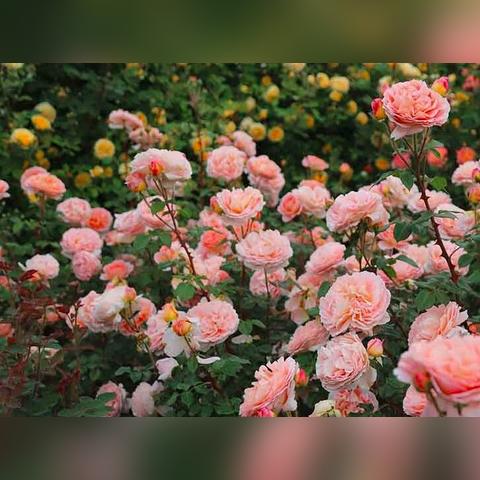 哈尔滨货车油量监控系统相关长尾关键词有哪些