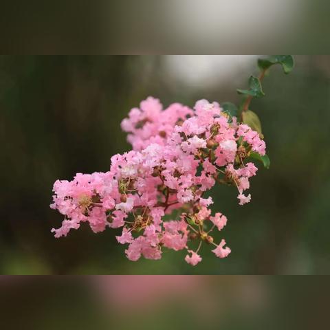 重庆紫薇怎么样