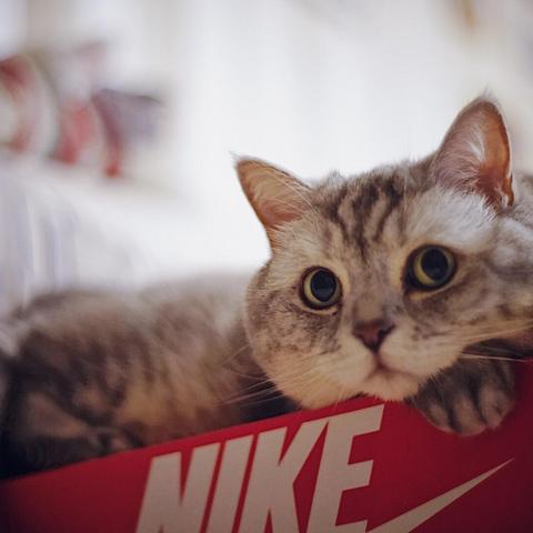 双子座22年生肖运势查询(双子座2021年运势查询)