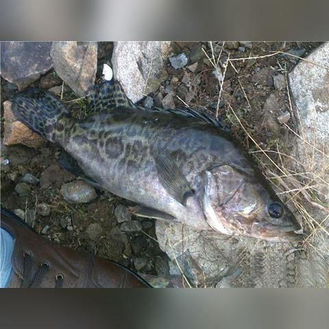 桂林市哪里可以钓桂鱼