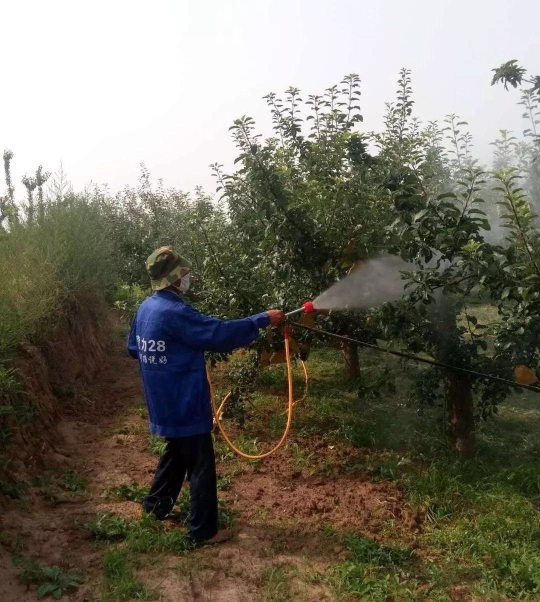 柑橘幼果期不能用哪些药物杀菌（柑橘树一般打什么药比较好）