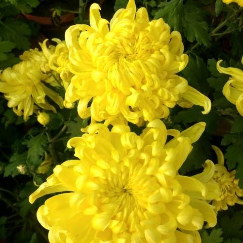 保定市2017年花坛的长尾关键词有哪些