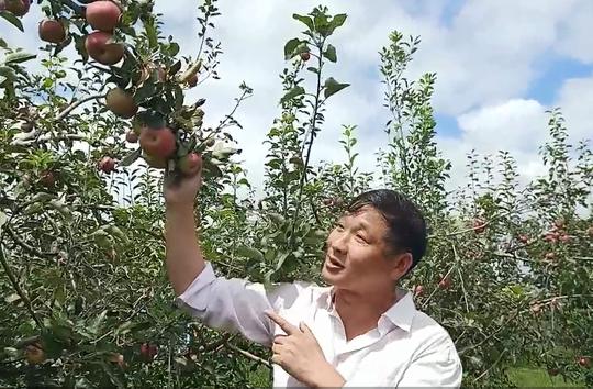 中秋假日生意火爆！昆明安宁潘茂野趣庄园1200亩苹果引游人