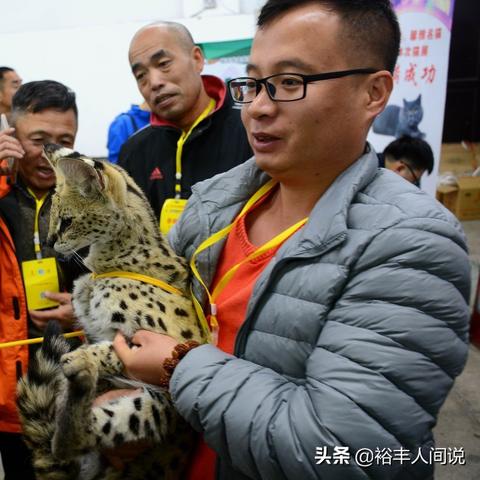 北京到沈阳宠物相关长尾关键词有哪些