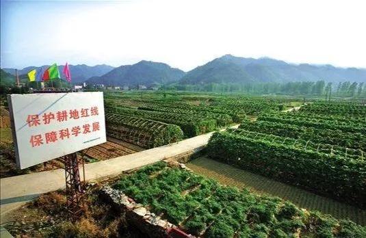 农村良田种树是为了多赚钱，还是另有原因？