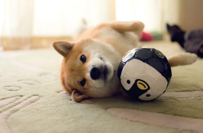 柴犬宝宝怎么起名字(张继科的狗狗叫什么)