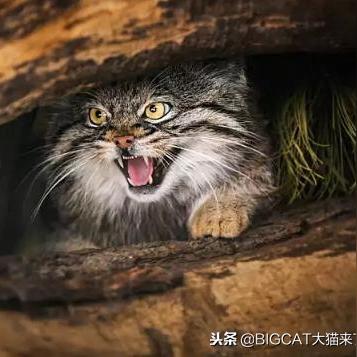 【贪吃猴天津】相关长尾关键词有哪些