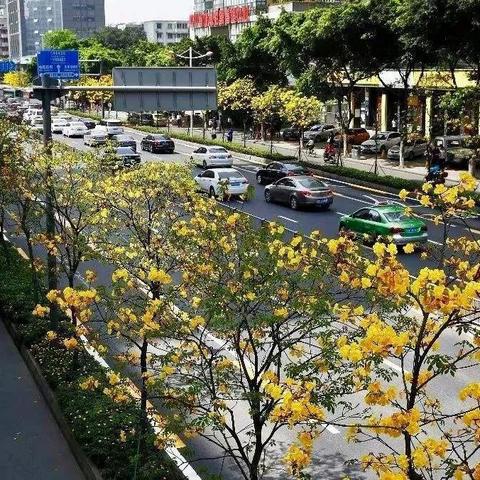 成都市风铃花在哪里看