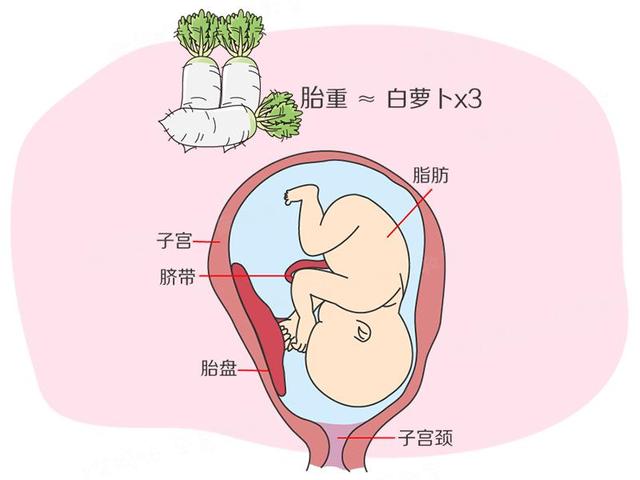 孕期1-40周|胎儿发育全过程变化和B超单解读