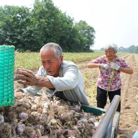 为什么河南人喜欢吃蒜