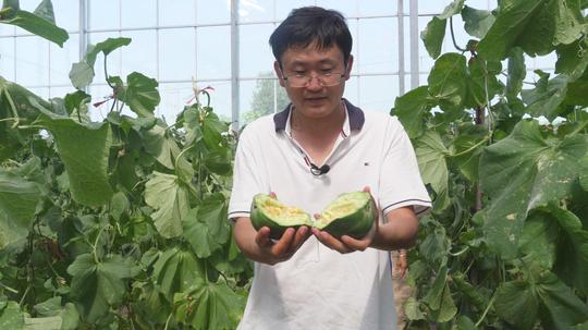 不听老农劝，甜瓜确实是成熟了，问题很多胆战心惊