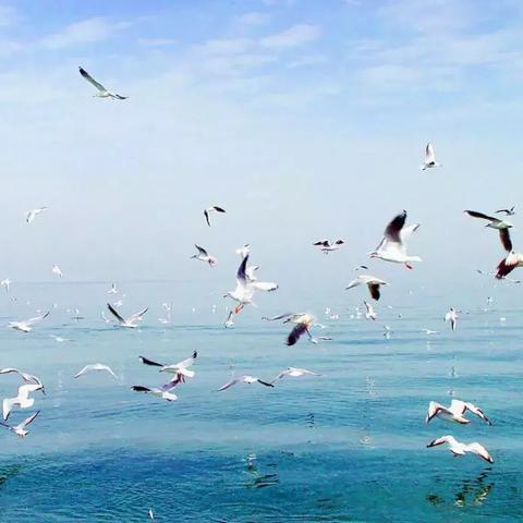 莲花渔村 哈尔滨相关长尾关键词有哪些