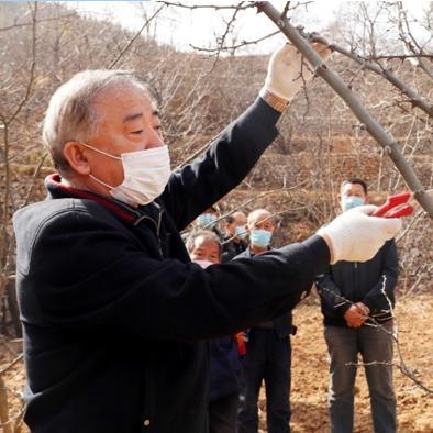 石家庄市哪里有花椒树
