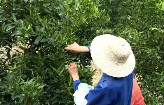 柑橘幼果期出现粗皮怎么办（柑橘流胶爆皮病该如何防治）