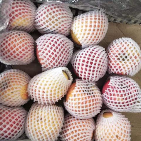 甘肃省葡萄种植面积？