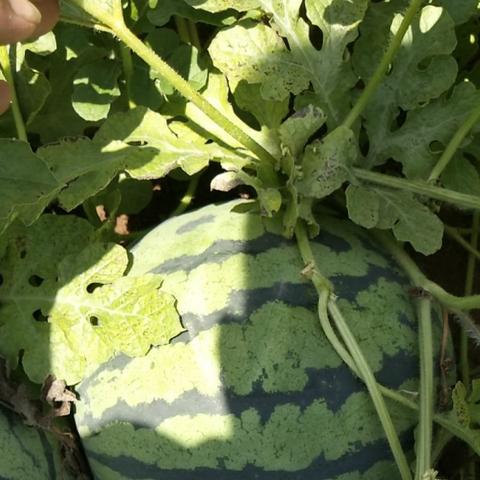 为什么河南的西瓜那么便宜?