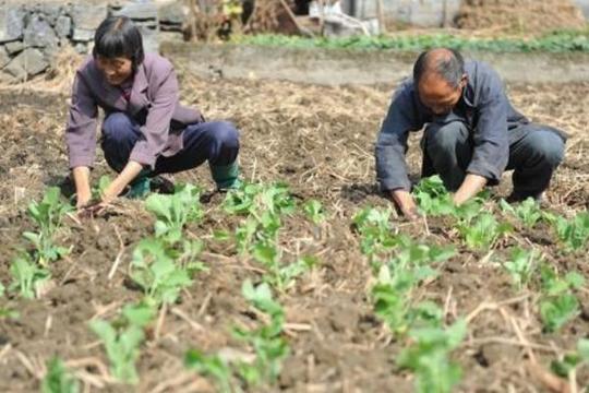 农村人的机遇来了，4个行当比打工还挣钱，现在知道还不晚！