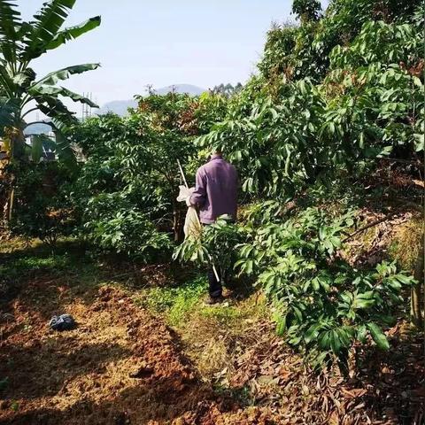 壮阳果树的图片大全的长尾关键词有什么