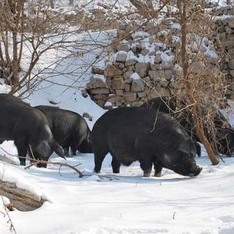 福建主产的相关长尾关键词有哪些