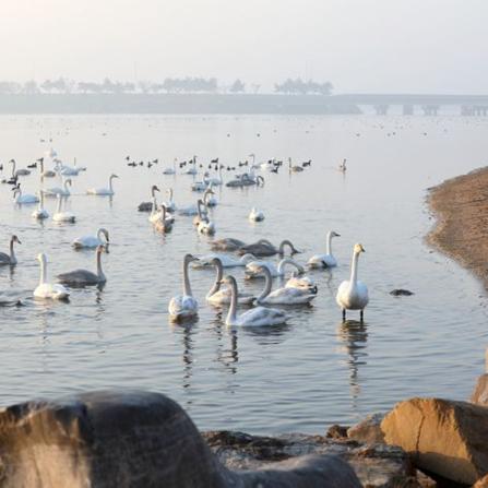 福建哪个海边有海鸥
