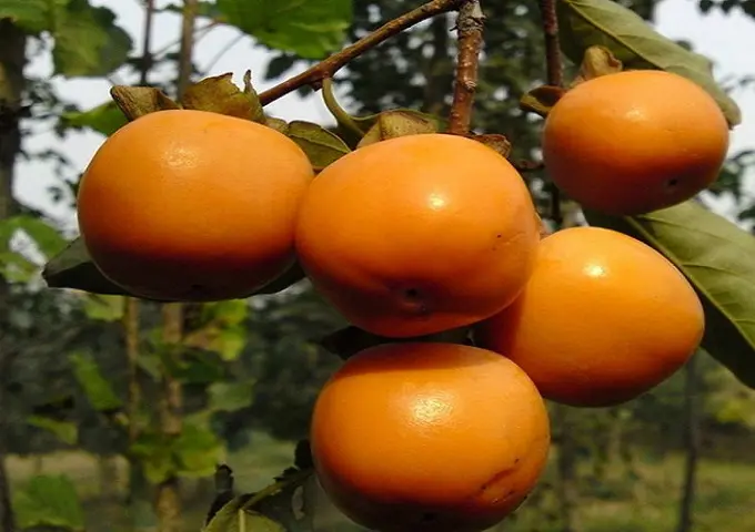 宝宝为什么要吃虾皮肤 健身人为什么要吃虾皮