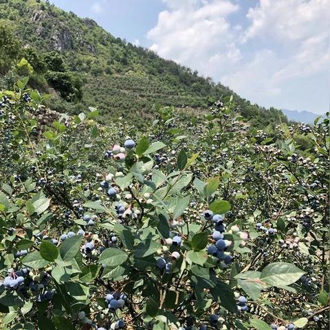 温州市蓝莓育苗基地的长尾关键词有什么