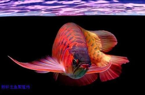 红龙鱼:区别银龙鱼金龙鱼和红龙鱼 银龙鱼