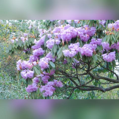 成都市地铁25号线站点的长尾关键词有哪些