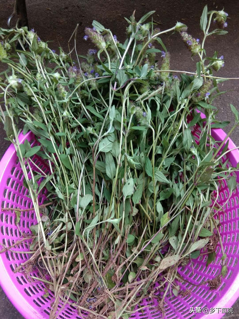 夏天宝宝可以喝凉茶吗