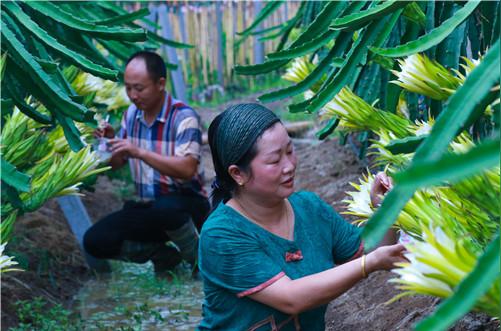 光山：返乡创业夫妻种植台湾火龙果走上致富路